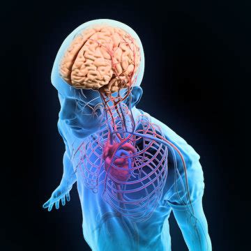 Scientists Recreate Blood Brain Barrier Defect Outside the Body