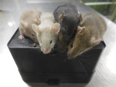 Scientists create mice with cells from 2 males for 1st time