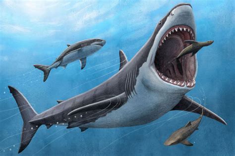 Scientists find new clue in what led to megalodon’s demise