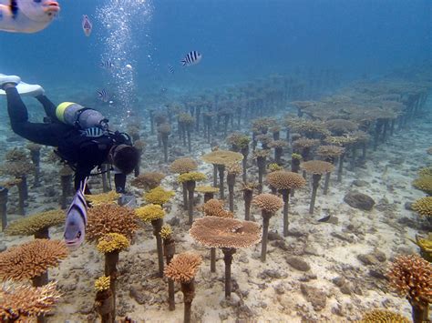 Scientists gather in Key Biscayne to save coral reefs amid rising ocean temperatures