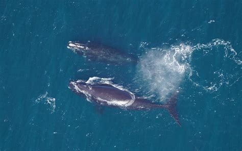 Scientists release annual endangered North Atlantic right whale population estimate