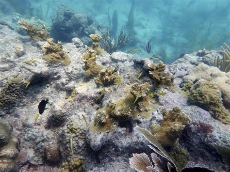Scientists say Florida Keys coral reefs are already bleaching as water temperatures hit record highs