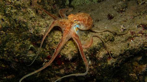 Scientists solve 'Octopus Garden' mystery off California coast