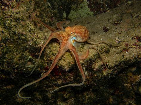Scientists solve deep-sea 'Octopus Garden' mystery off California coast