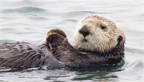 Scientists surprised four California sea otters died from strain of a parasite that could impact humans