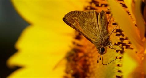Scientists want your dead butterflies, moths if you live in these states