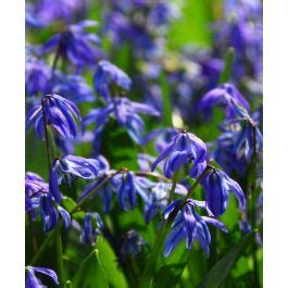 Scilla siberica Spring Beauty - Van Engelen