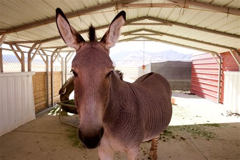 Scipio Petting Zoo a popular stop for tourists in Southern Utah