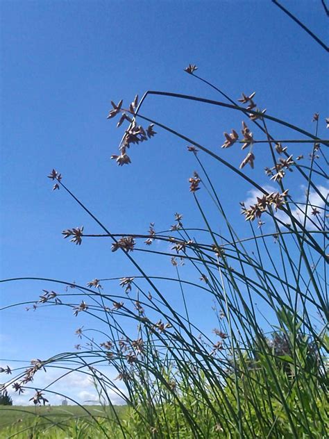 Scirpus acutus Hardstem Bulrush Prairie Moon …