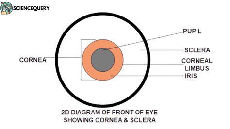 Sclerae vs Sclera – What’s the difference? – In 4 Difference