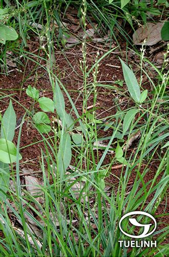 Scleria lithosperma (L.) Sw.