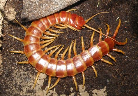 Scolopendra - 1. Chinese red-headed centipede (Scolopendra subspines) Chinese red-headed centipede is by far considered the most dangerous centipede in the world. Additionally, the centipede becomes one of the largest centipede species in the world. Found throughout eastern Asia, the centipede is known to grow up to a length of 20 cm.