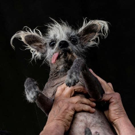 Scooter, a bald Chinese Crested, is crowned World’s Ugliest Dog in Petaluma