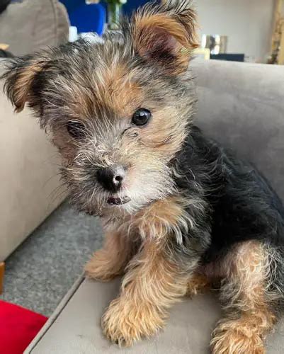 Scorkie Yorkie and Scottie Mixed Dog Breed - Puppies Club