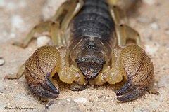 Scorpio maurus Wikimedia Commons. 