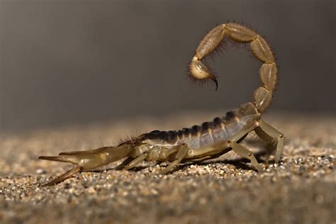 Scorpion arizona. The Arizona bark scorpion is slim and long, with small pincers and tail that really separates it from some of the other more solid built species of scorpion found in the state of Arizona. Out of these three common scorpions, the bark scorpion is the only one of them that prefers to climb vertical surface areas and can be found on … 