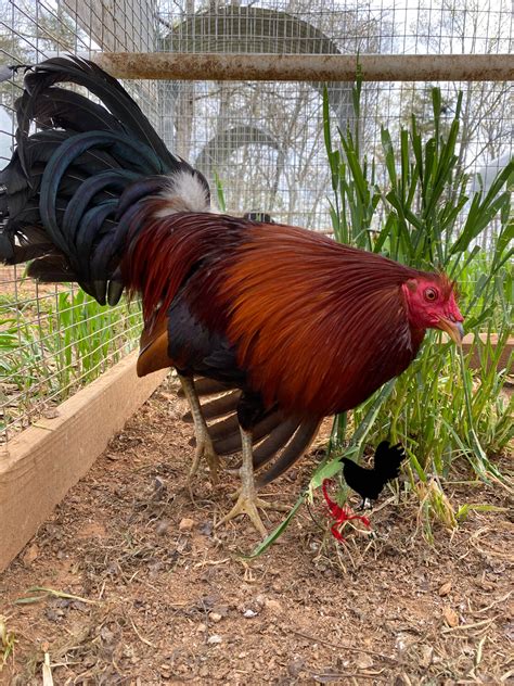 Scorpion Ridge Game Farm. 11,695 likes · 2,929 talking about this. At Scorpion Ridge GameFarm we breed desired gamefowl bloodlines: Chet, Out & Out Kelso, McLean Hatch. 
