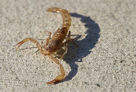 Scorpions in San Diego: We Have Them in La Jolla, Too