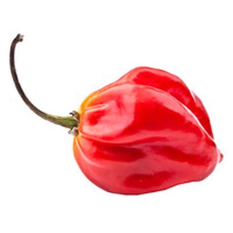 Scotch bonnet peppers near me. The Hot Pepper List: The scotch bonnet is only one of over 150 chilies we profile in our list. We cover heat, flavor, usage, and much more. Our Hot Sauce Rankings: Many hot sauces on the market use this … 