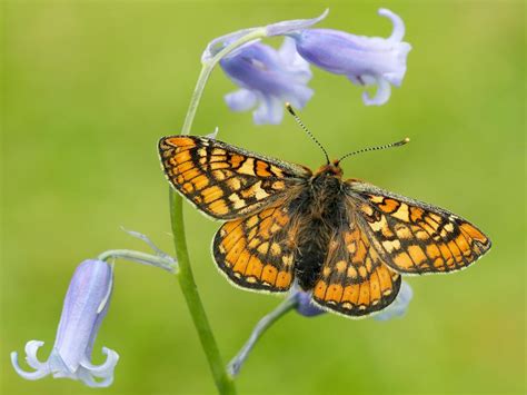 Scotland Butterfly Conservation