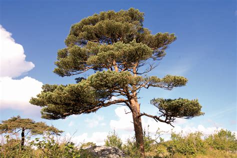 Scots Pine - Wild Scotland