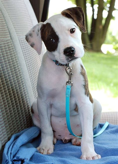 Scott American Bulldog Puppies For Sale In Texas