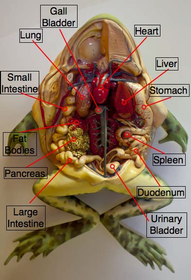 Scott foresman biology labratory manual frog dissection. - Sign safely interpret intelligently a guide to the prevention and management of interpreting related injury.