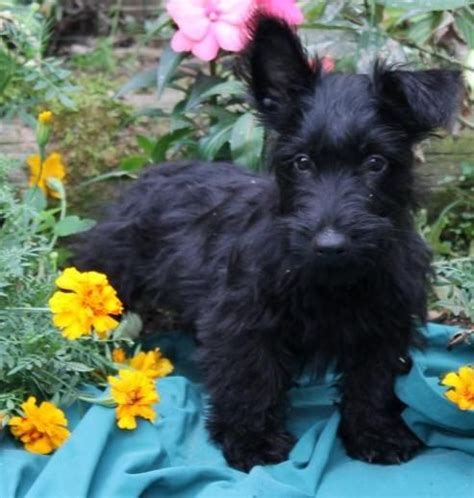 Scottie Puppies for Sale in Virginia - DogsNow