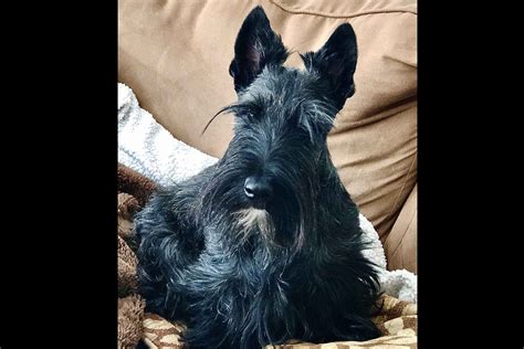 Find Scottish Terrier puppies for sale Near Massachusetts Fiercely independent and self-assured, the Scottie is a little dog with a giant personality. ... We raise healthy AKC 🎩Scottish Terrier puppies w/ CH parents, ️temperament, 🏆 conformation, intellect + athleticism. @nyscotties ... Scotland Yard Kennels. Oak Harbor, Ohio • 607 ...