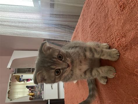 Scottish British Kediler  1245023.