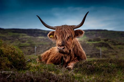 Scottish Highland Cows Pictures, Images and Stock Photos