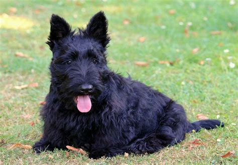 Scottish Terrier Pets And Animals For Sale - Michigan