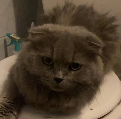 Scottish fold girl. Blue color, supper plush short velvety coat. She is sweet and mellow She is 6 months old and has 3 sets of kitten shots and deworming. Text for more info Nineonesix.... 