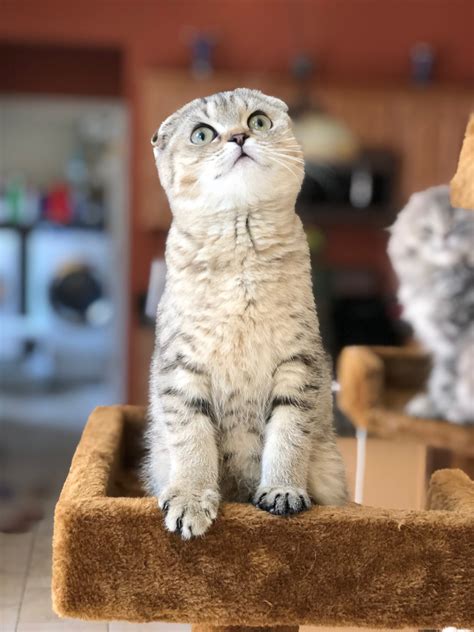 A Scottish Fold Kitten has an average tag price of 