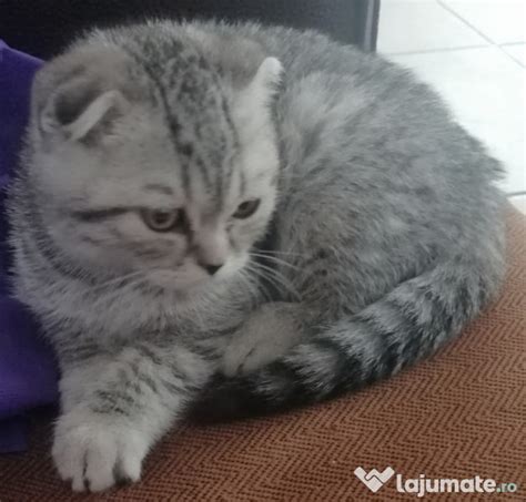 Scottish fold suceava