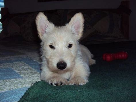 Scottish terrier for sale craigslist. Things To Know About Scottish terrier for sale craigslist. 