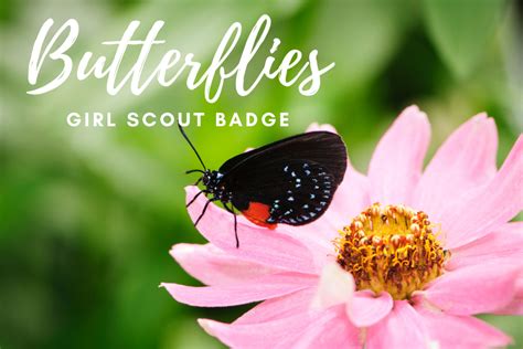 Scouts - Butterflies