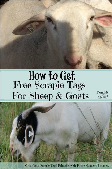 Scrapie in Goats and Sheep - MSN