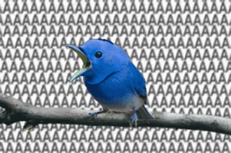 Screaming Bird GIFs Tenor