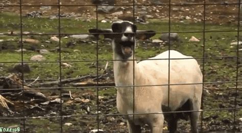 Laughing at funny goats 🐐 that are screaming will never get old. Here’s a compilation of both adult and cute baby goats that are yelling.. 