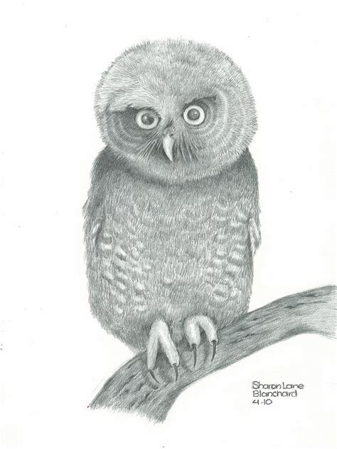 Screech Owl Drawings - Fine Art America