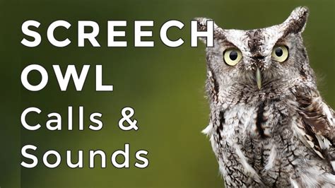 Screeching owl sound. Animals Network Team. Screech owls are tiny, objectively adorable owls native to North, Central, and South America. There are at least 21 different species of screech owls, and they come in … 
