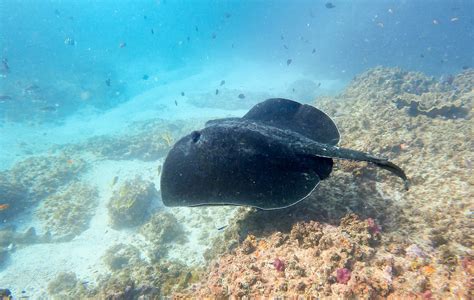 Scuba Diving Byron Bay: The Complete Guide