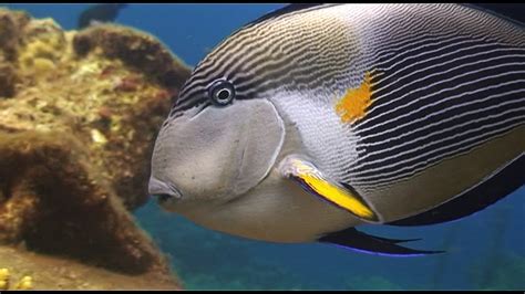 Scuba Diving and Marine Life: Sohal Surgeonfish, Red Sea