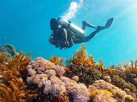 Scuba diving for marine conservation - earthdive.com