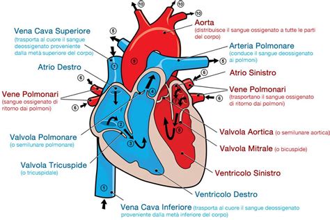 Scuola del cuore e altre anatomie del seicento inglese. - Life and breath the breakthrough guide to the latest strategies for fighting asthma and other respiratory problems.