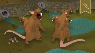 Scurrius osrs. Efficient Pest Control is a medium combat achievement which requires the player to kill six giant rats in Scurrius ' lair in 3 seconds. While the achievement states that it must be done in 3 seconds, the timer starts after the first rat kill, so using a rat bone weapon to kill all six rats in quick succession works. 