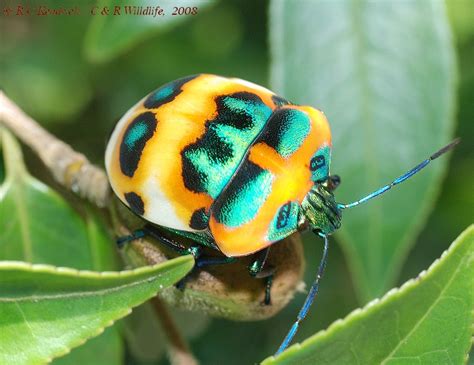 Scutelleridae Zenodo