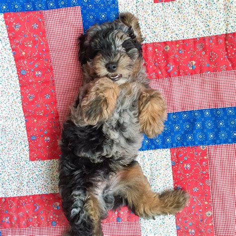1 - 61 of 61. Yorkie puppies female · 3016 W Third St · 10/16 pic. German Shepard puppy · Kenosha · 9/21 pic. Germen sheperd puppy available · · 9/7 pic. 11 Month Old German Shepherd · Racine · 9/4 pic. Morkie puppies 10 weeks · Cascade wisconsin · 3 hours ago pic..