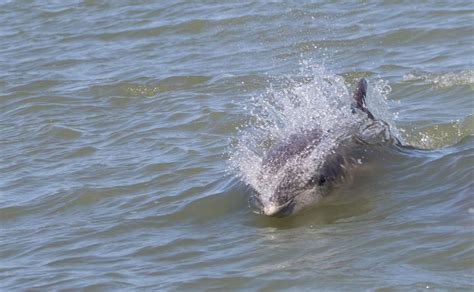 Sdl api dolphin reddit. .  Mar 4, 2025 · I am trying to make a controller for...